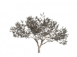 Two Cerasus Trees Sakura tree eastern redbud pink tree 3D 模型