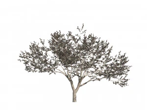 Two Cerasus Trees Sakura tree eastern redbud pink tree 3D Model