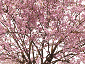 Two Cerasus Trees Sakura tree eastern redbud pink tree 3D 模型