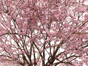 Two Cerasus Trees Sakura tree eastern redbud pink tree 3D Model