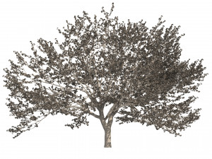 Two Cerasus Trees Sakura tree eastern redbud pink tree 3D 模型
