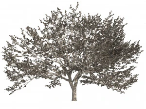 Two Cerasus Trees Sakura tree eastern redbud pink tree 3D Model