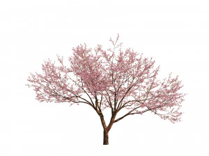 Two Cerasus Trees Sakura tree eastern redbud pink tree 3D Model