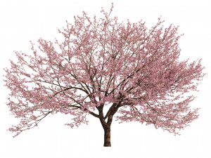 Two Cerasus Trees Sakura tree eastern redbud pink tree 3D 模型