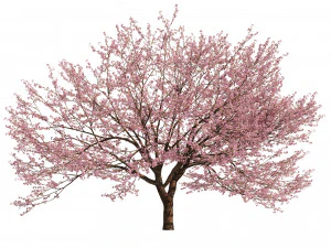 Two Cerasus Trees Sakura tree eastern redbud pink tree 3D Model