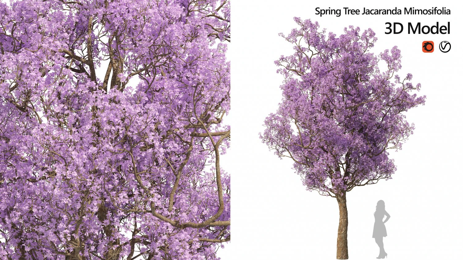 Spring Jacaranda Mimosifolia Tree 3D Model .c4d .max .obj .3ds .fbx .stl .blend 