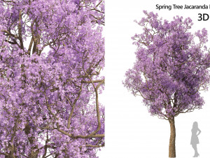 Spring Jacaranda Mimosifolia Tree 3D Model