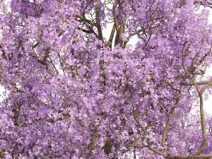 Spring Jacaranda Mimosifolia Tree 3D मॉडल