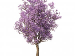 Spring Jacaranda Mimosifolia Tree 3D मॉडल