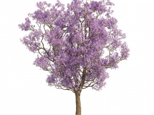 Spring Jacaranda Mimosifolia Tree 3D मॉडल