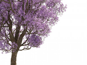 Spring Jacaranda Mimosifolia Tree 3D मॉडल