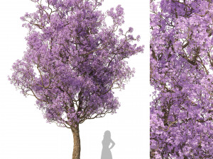 Spring Jacaranda Mimosifolia Tree 3D मॉडल