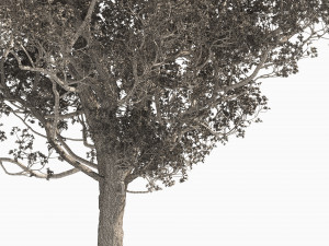 Spring Jacaranda Mimosifolia Tree 3D मॉडल