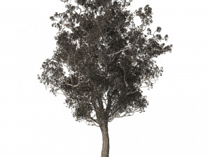 Spring Jacaranda Mimosifolia Tree 3D मॉडल