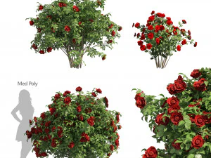 3 Semak Bunga Mawar Merah Poli Rendah Model 3D