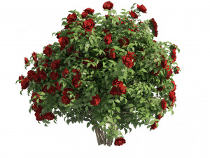 3 Red Rose Flower Bush Low Poly Modèle 3D