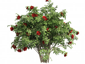 3 Red Rose Flower Bush Low Poly Modèle 3D