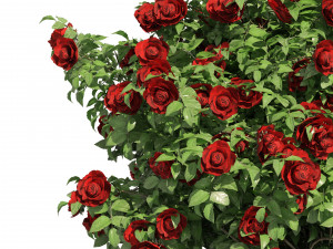 3 Red Rose Flower Bush Low Poly Modèle 3D