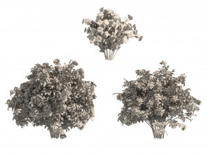 3 Red Rose Flower Bush Low Poly Modèle 3D