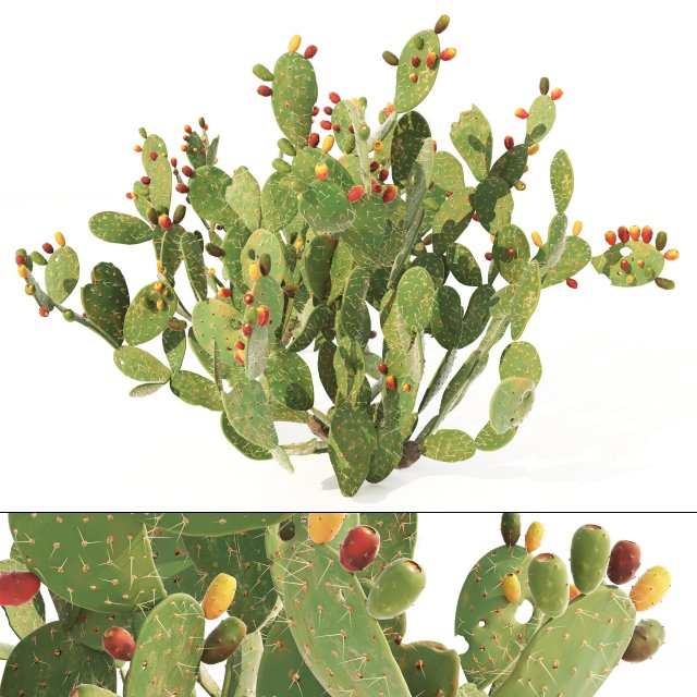 Cactus Opuntia ficus-indica tree Modelo 3D .c4d .max .obj .3ds .fbx .stl .blend 