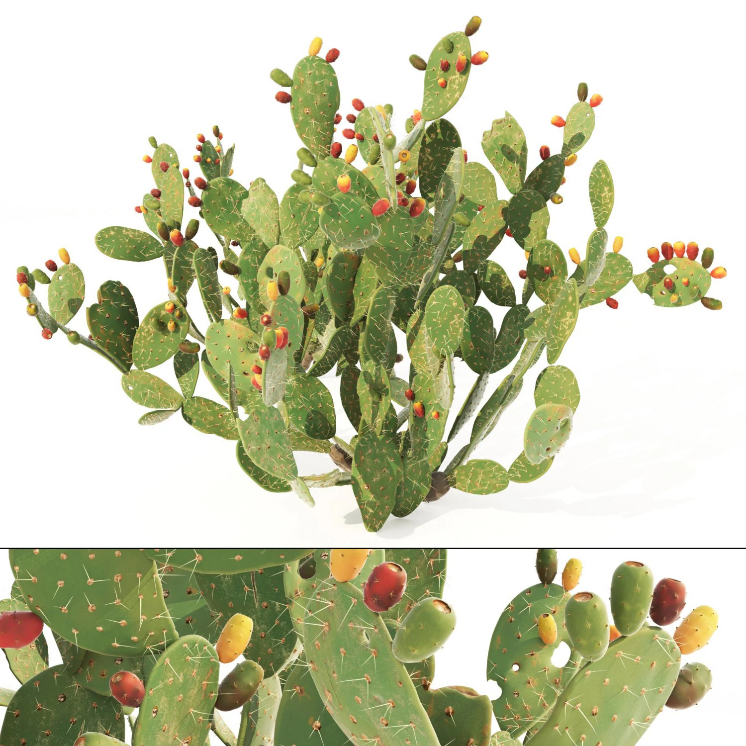 Cactus Opuntia ficus-indica tree 3D Model .c4d .max .obj .3ds .fbx .stl .blend