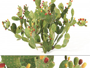 Cactus Opuntia ficus-indica tree 3D Models