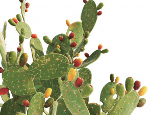 Cactus Opuntia ficus-indica tree Modelo 3D