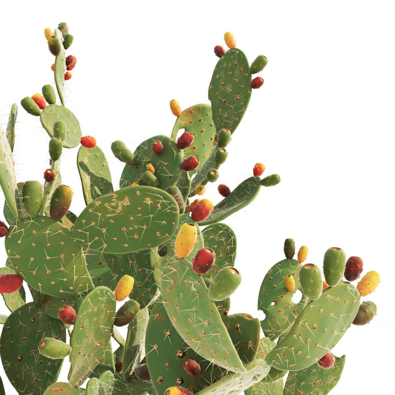 Cactus : 679 376 images, photos de stock, objets 3D et images