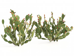 Cactus Opuntia ficus-indica tree Modelo 3D