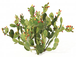 Cactus Opuntia ficus-indica tree Modelo 3D