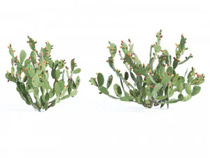 Cactus Opuntia ficus-indica tree 3D Model