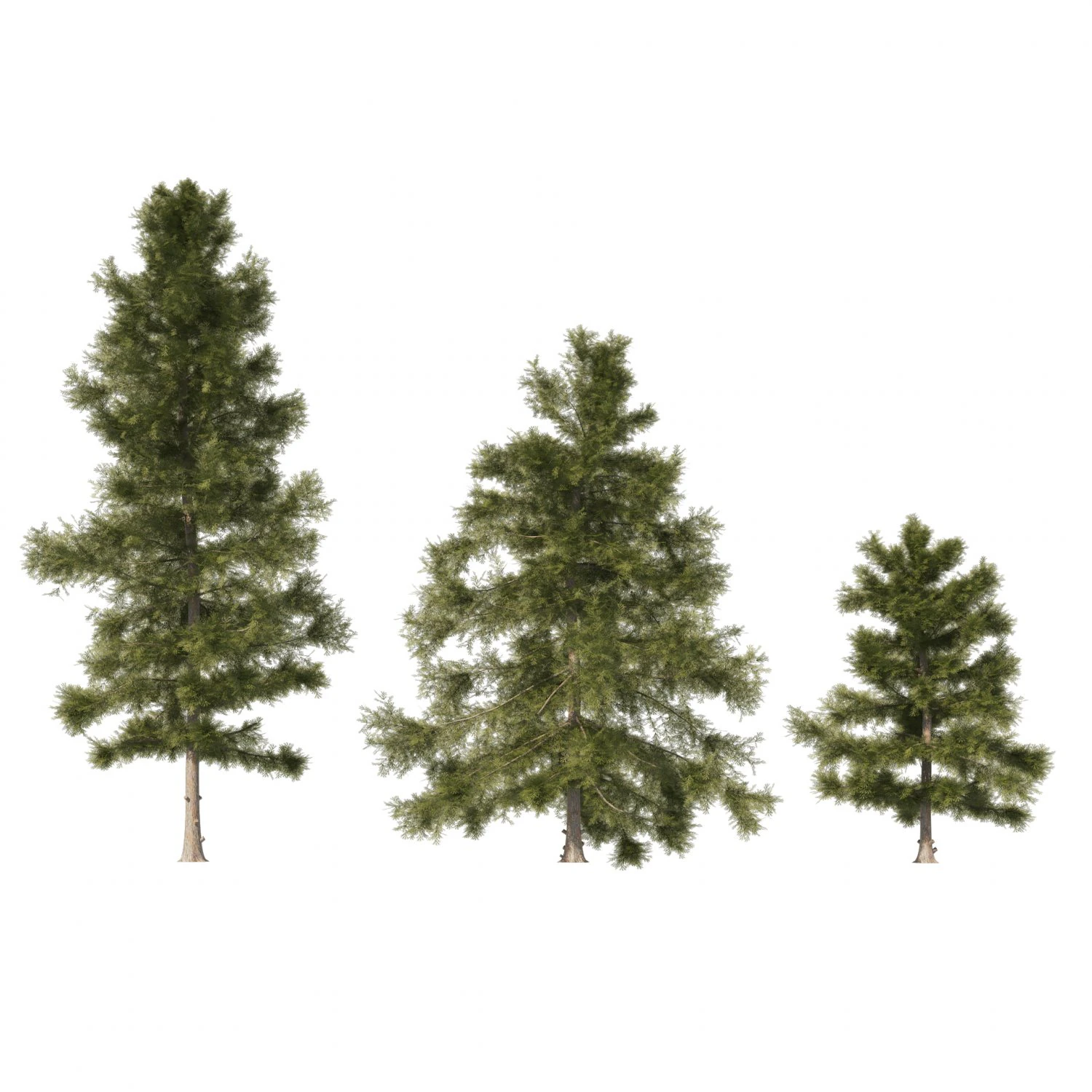 3 Cyprus Cedar Trees 3D Model .c4d .max .obj .3ds .fbx .stl .blend 