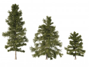 3 Cyprus Cedar Trees 3D Models