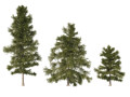 3 Cyprus Cedar Trees 3D Models