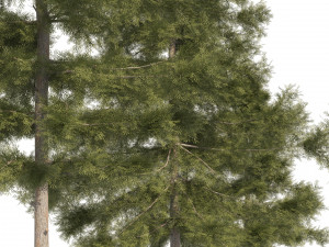 3 Cyprus Cedar Trees Modelo 3D