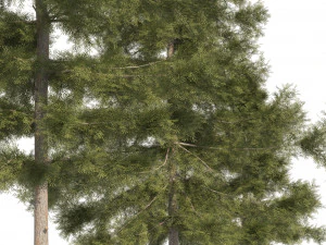 3 Cyprus Cedar Trees 3D Model