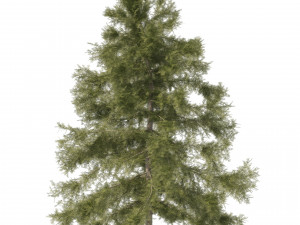 3 Cyprus Cedar Trees Modelo 3D