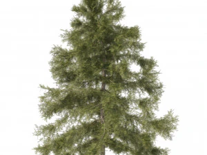 3 Cyprus Cedar Trees 3D Model