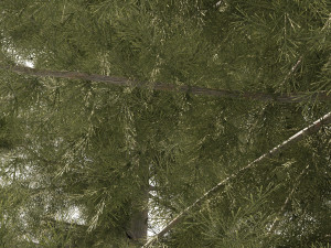 3 Cyprus Cedar Trees Modelo 3D