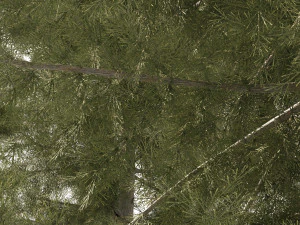 3 Cyprus Cedar Trees 3D Model