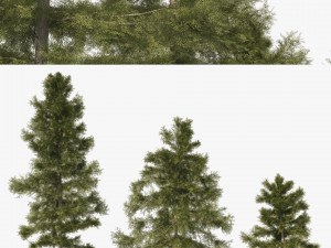 3 Cyprus Cedar Trees Modelo 3D
