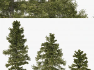 3 Cyprus Cedar Trees 3D Model