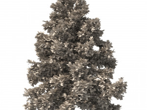 3 Cyprus Cedar Trees Modelo 3D