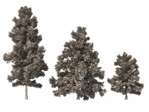 3 Cyprus Cedar Trees Modelo 3D