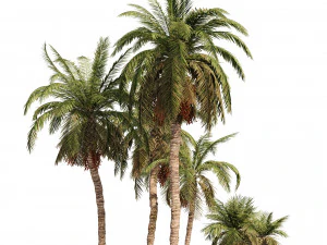 6 Hurma Ağacı 3D Model