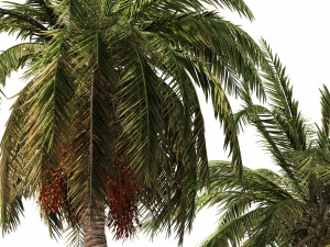 6 Date palm Trees Modello 3D