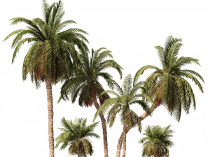 6 Hurma Ağacı 3D Model