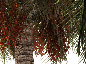 6 Date palm Trees Modello 3D