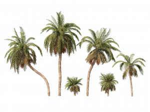 6 Date palm Trees Modello 3D