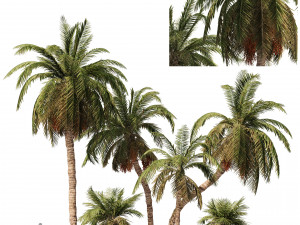 6 Date palm Trees Modello 3D